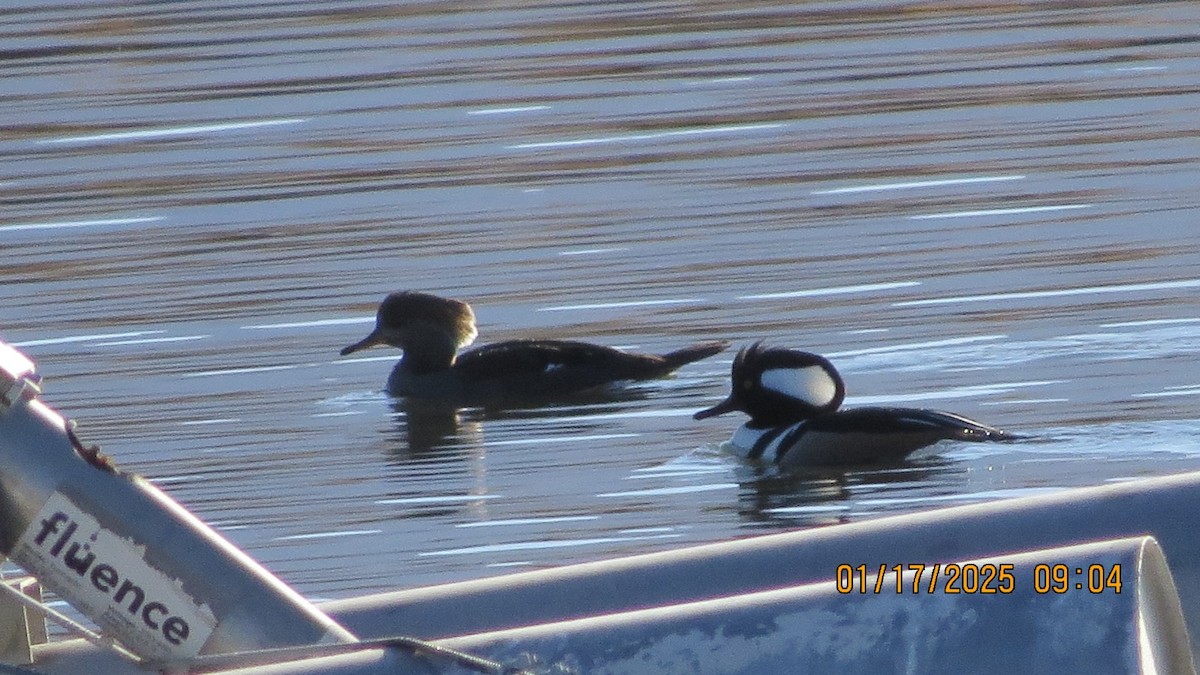 Hooded Merganser - ML629406238
