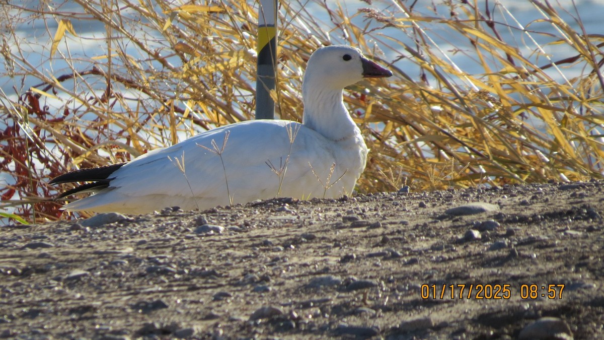 Ross's Goose - ML629406290