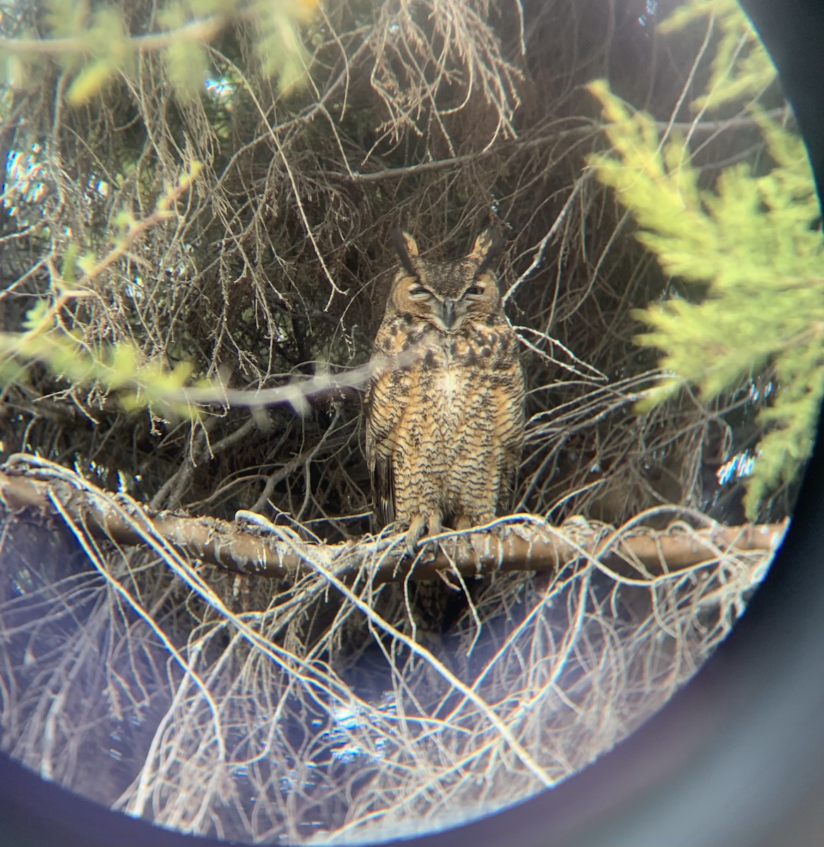 Great Horned Owl - ML629406300