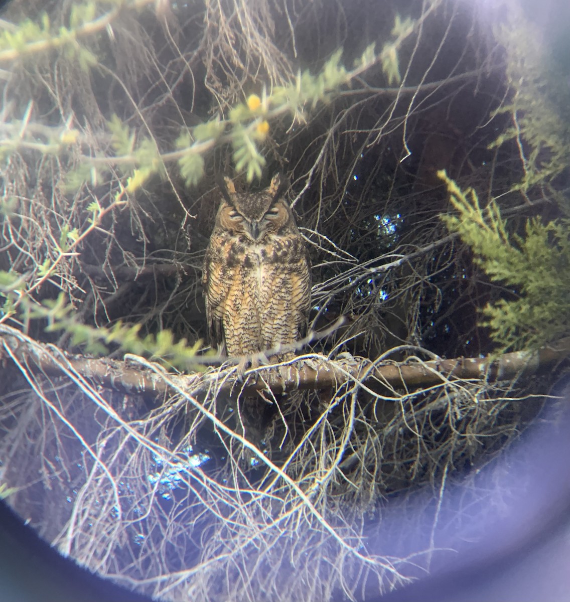 Great Horned Owl - ML629406301