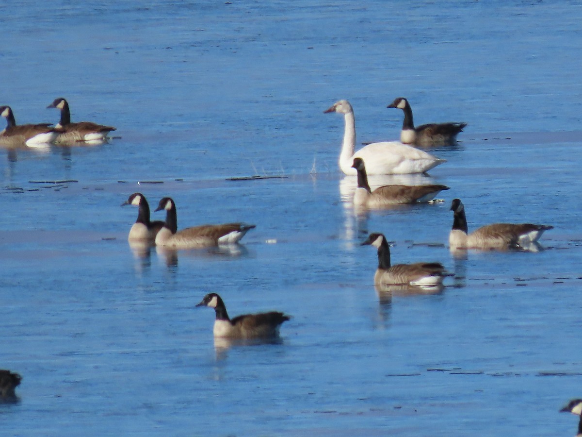 Trumpeter/Tundra Swan - ML629406824