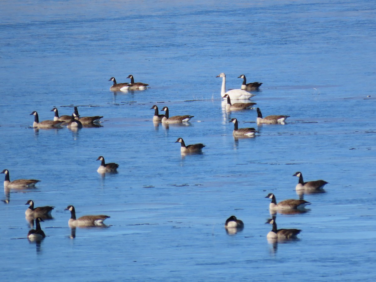 Trumpeter/Tundra Swan - ML629406825