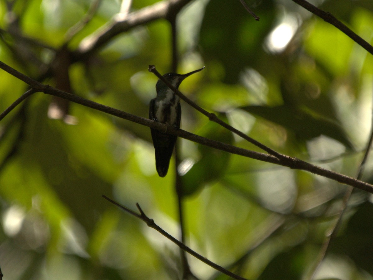 Fiery-tailed Awlbill - ML629406997