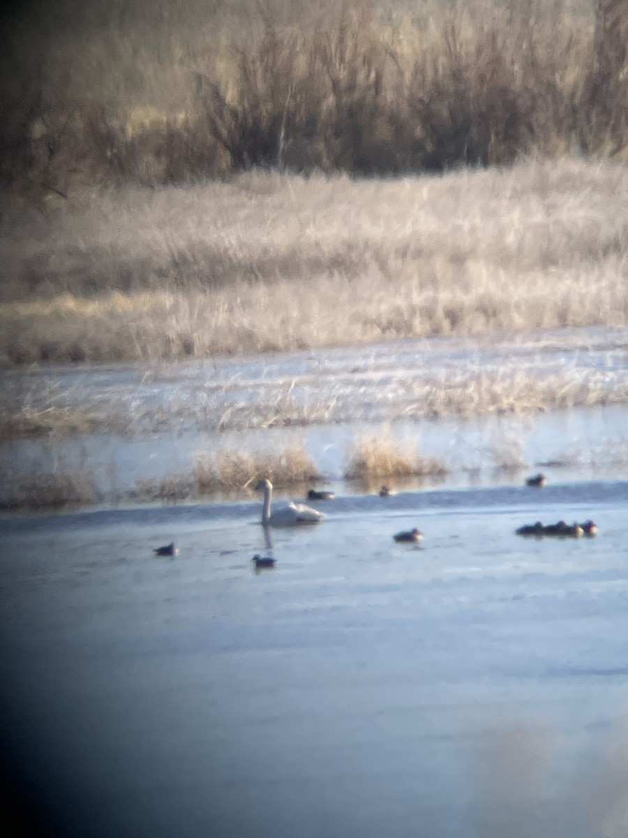 Trumpeter/Tundra Swan - ML629407052