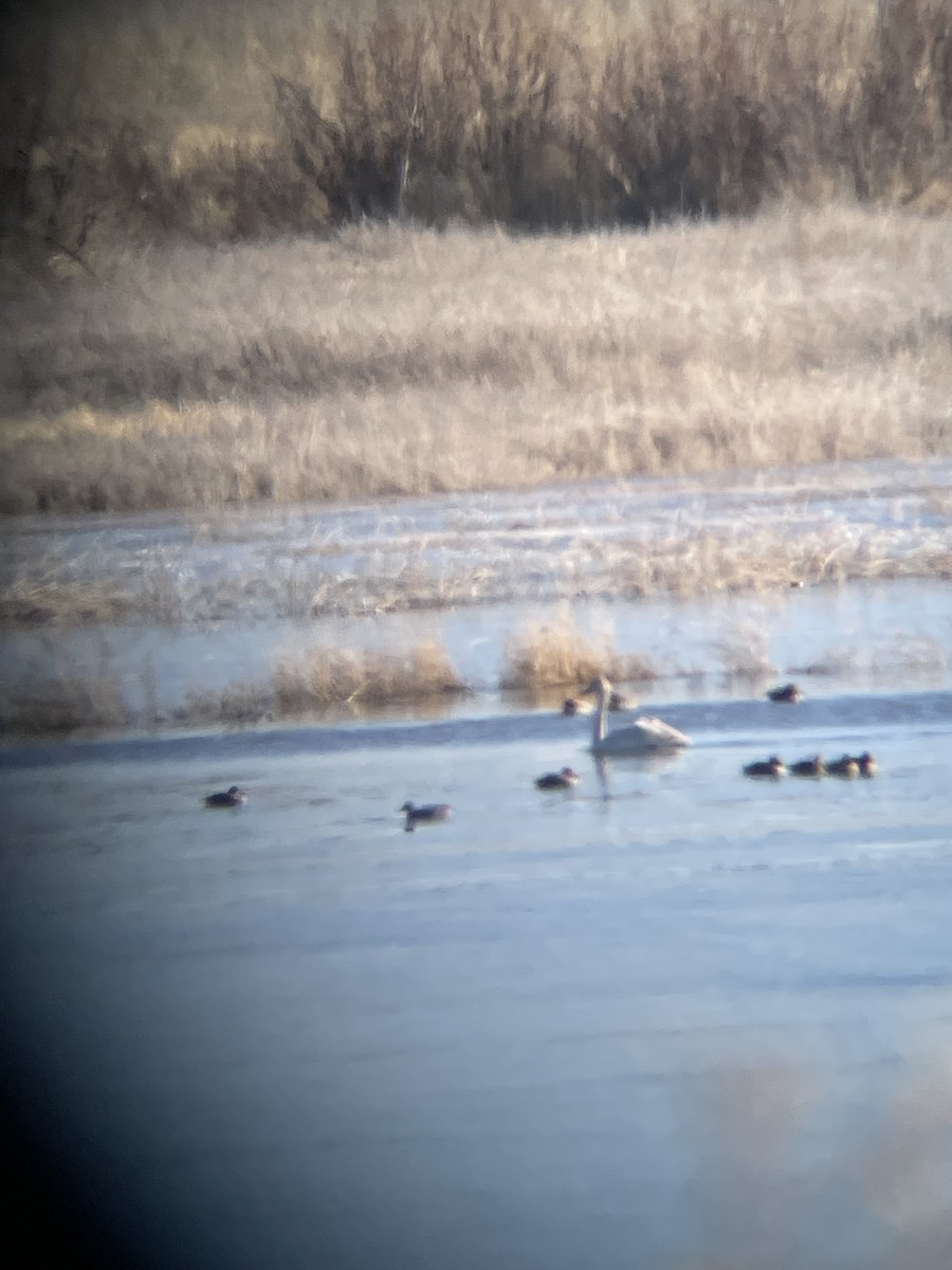 Trumpeter/Tundra Swan - ML629407053
