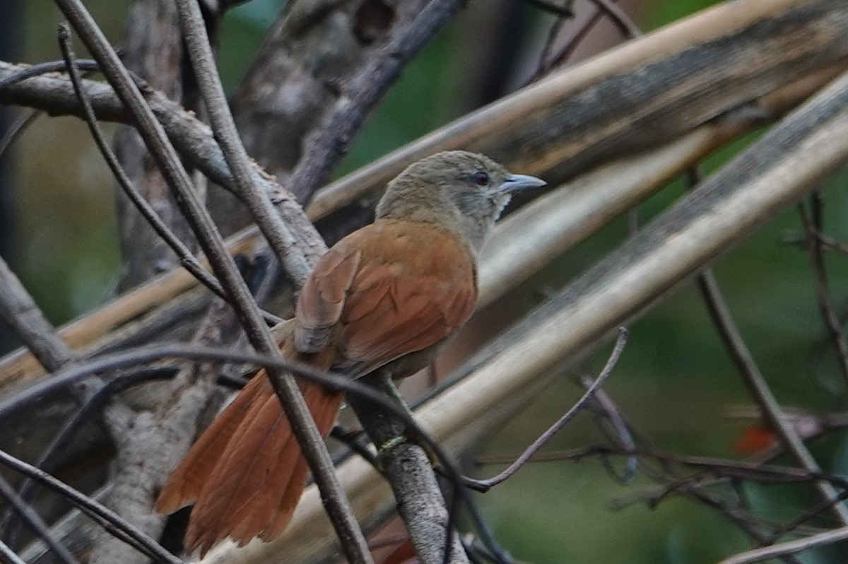 Plain Softtail - ML629407177