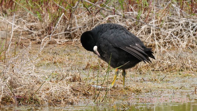 Eurasian Coot - ML629407269