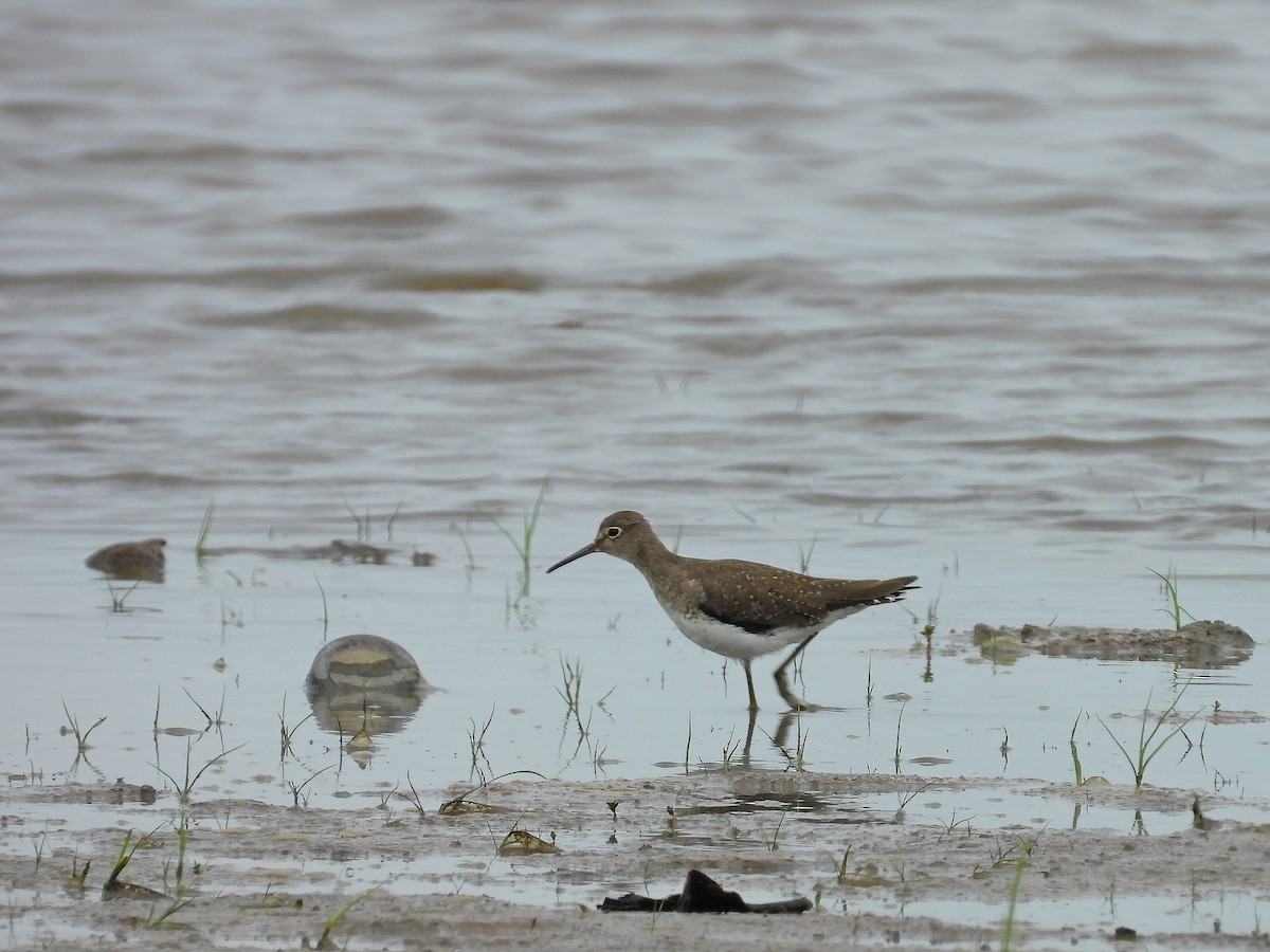 Solitary Sandpiper - ML629407882