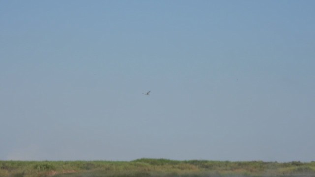 Large-billed Tern - ML629407930