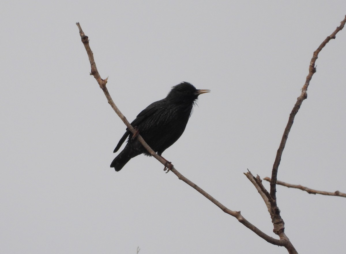 Spotless Starling - ML629407943