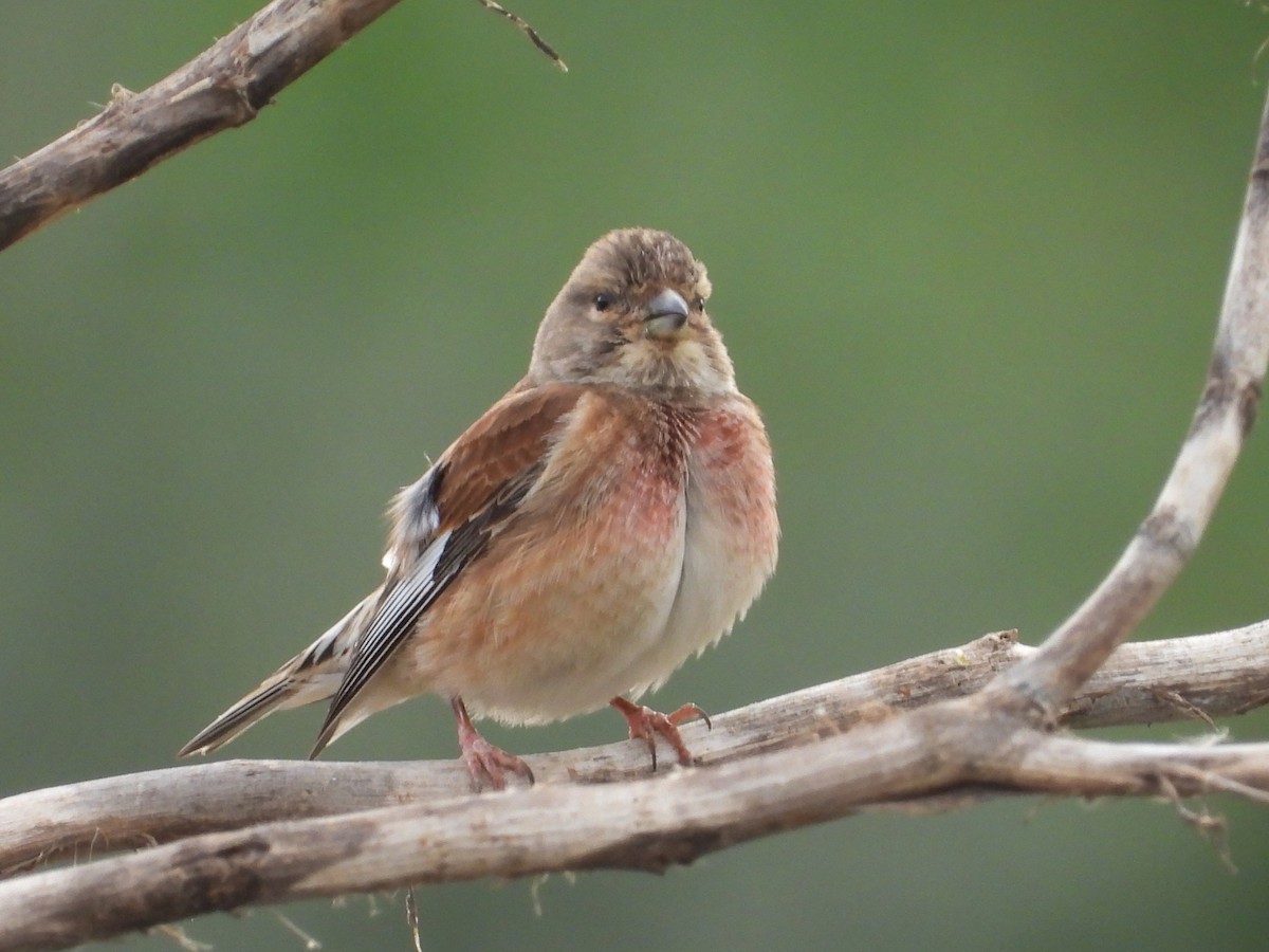 konopka obecná - ML629408016