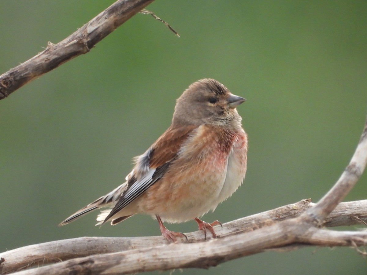 konopka obecná - ML629408017