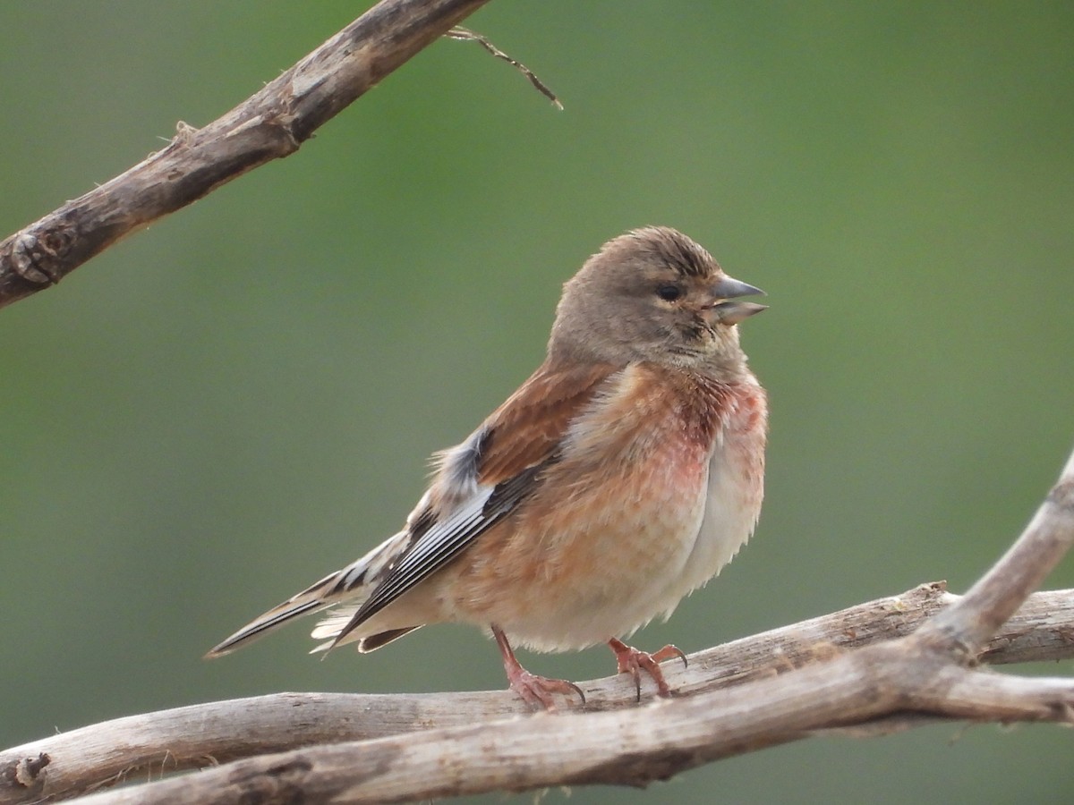 konopka obecná - ML629408018