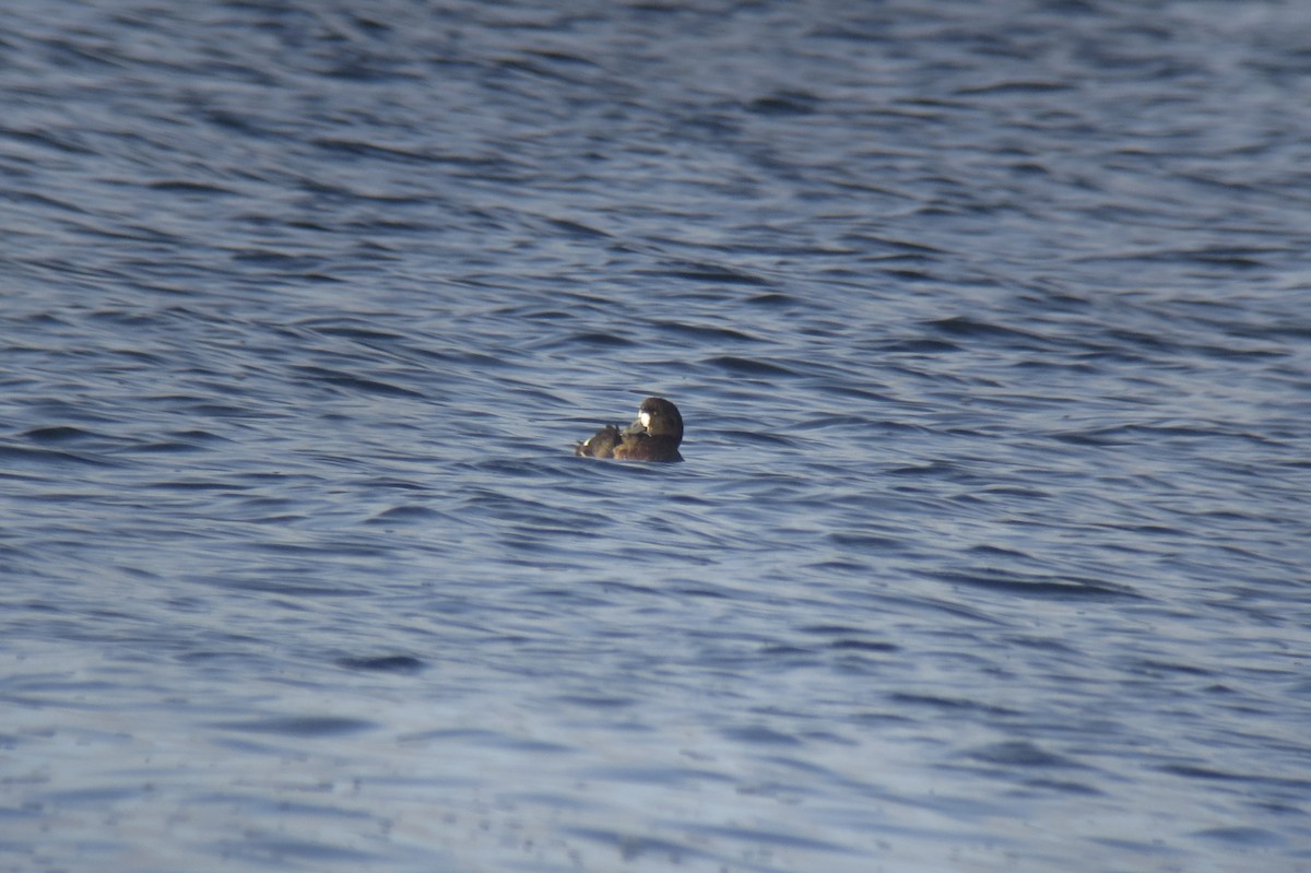 Greater Scaup - ML629408021