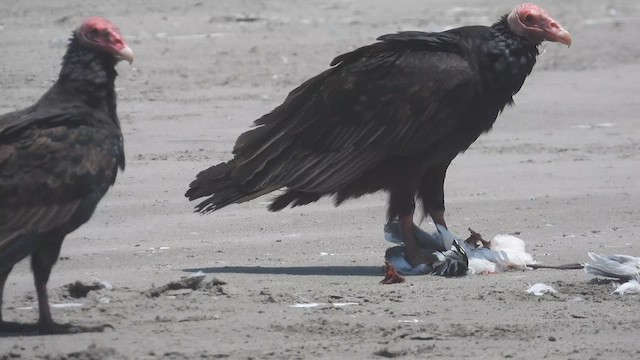 Turkey Vulture - ML629408052