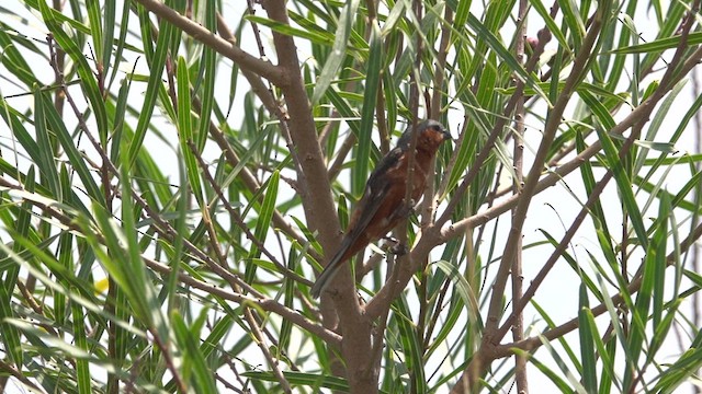 Tawny-bellied Seedeater - ML629408142