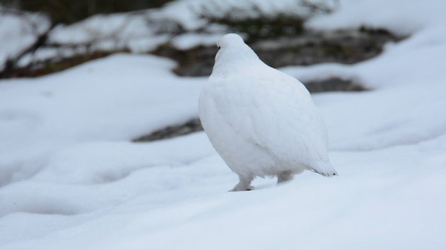 Цэвдгийн ахууна - ML629408145