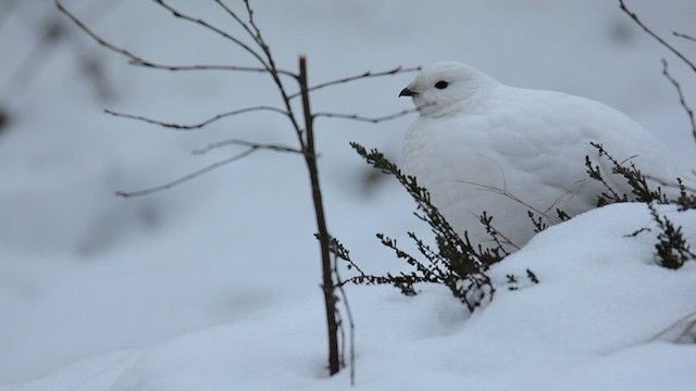 Цэвдгийн ахууна - ML629408151