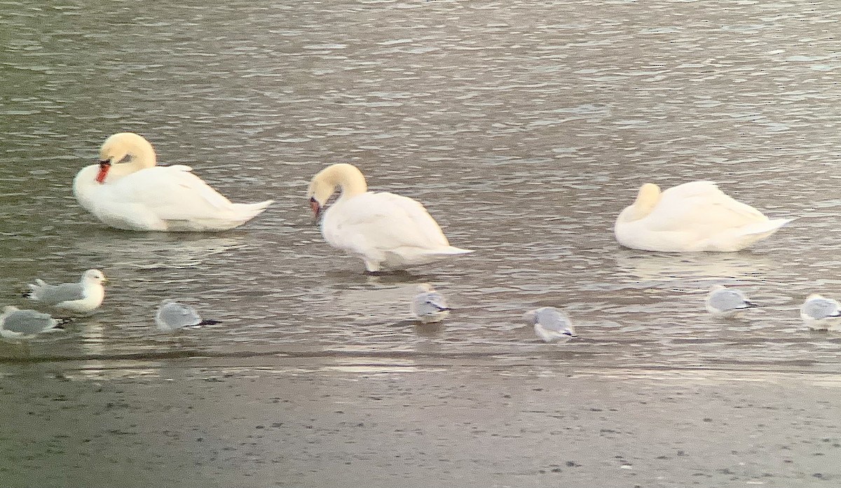 Mute Swan - ML629408206