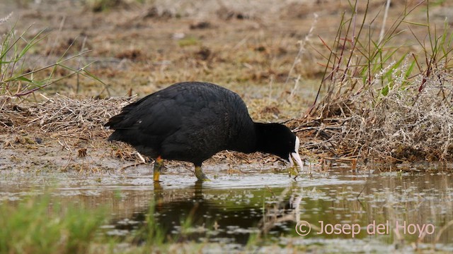 Eurasian Coot - ML629408212