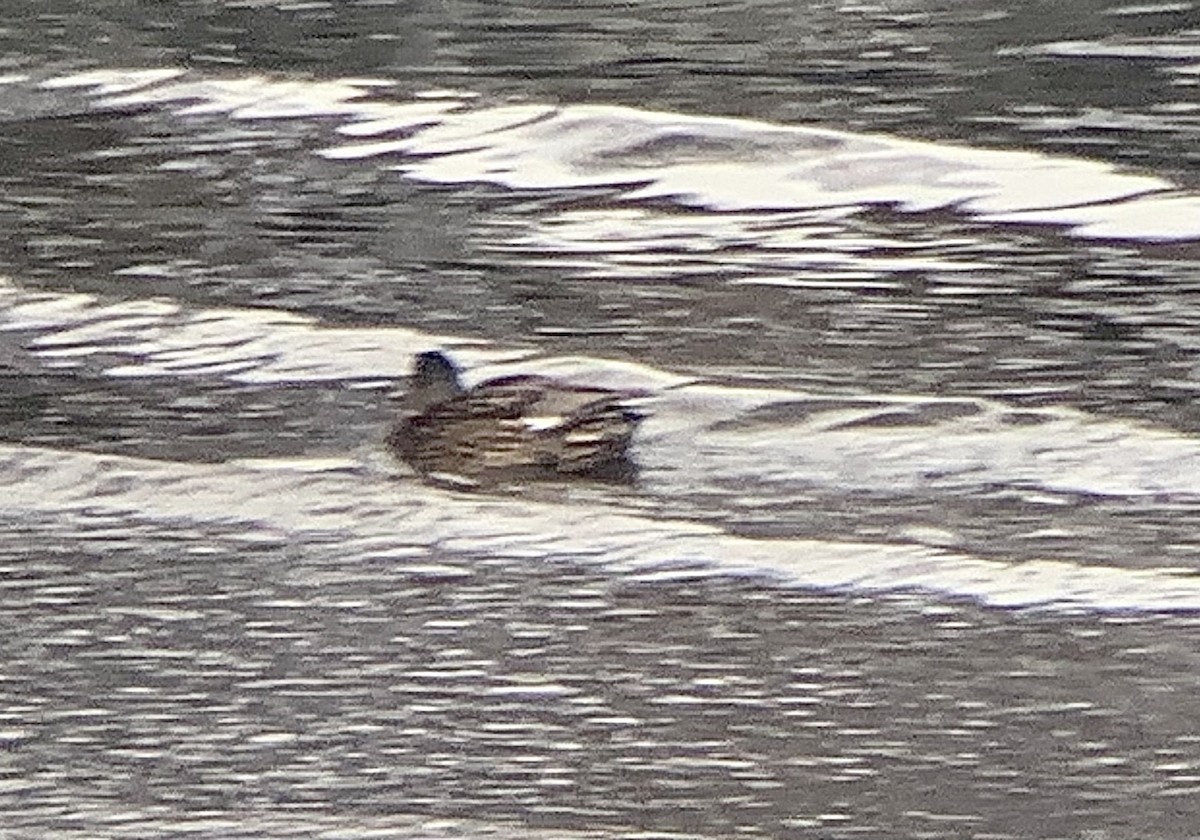 Gadwall - ML629408215