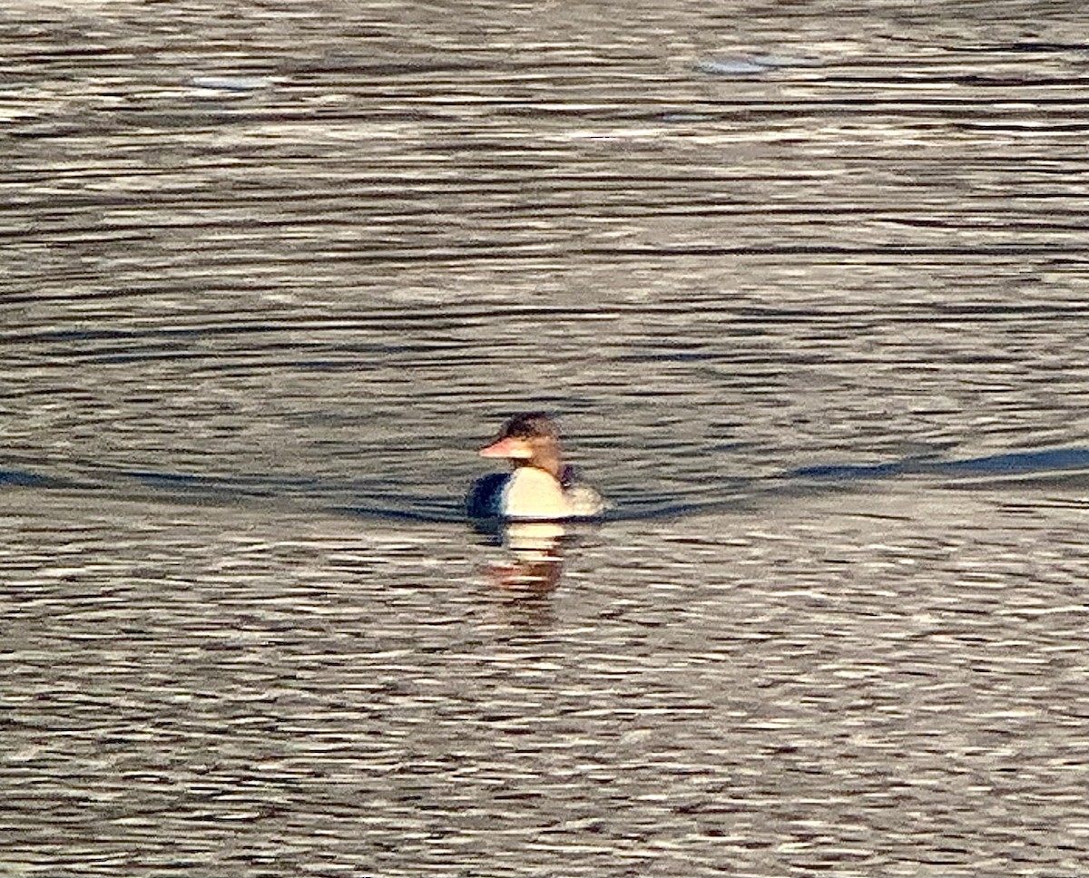 Common Merganser - ML629408235