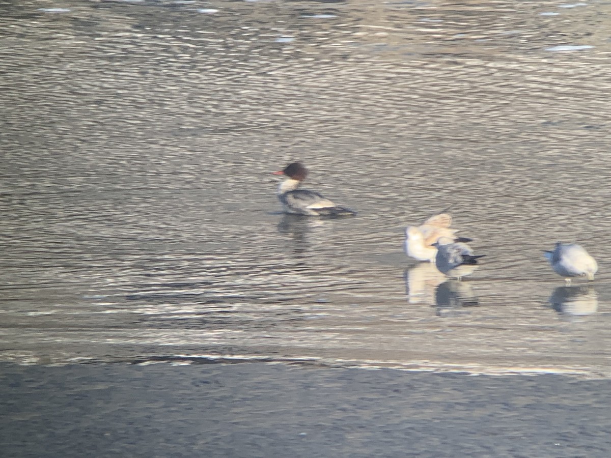 Common Merganser - ML629408236