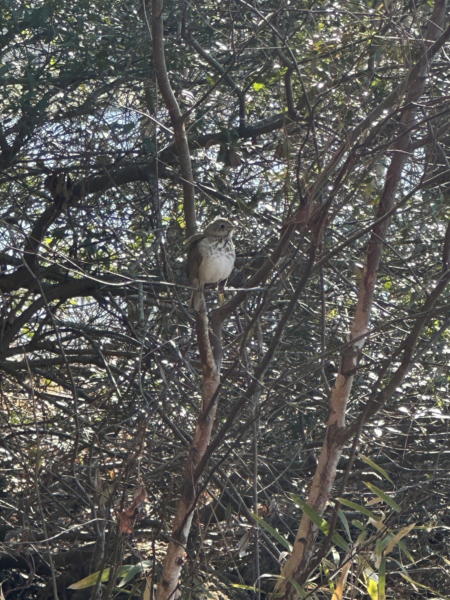 Hermit Thrush - ML629408387