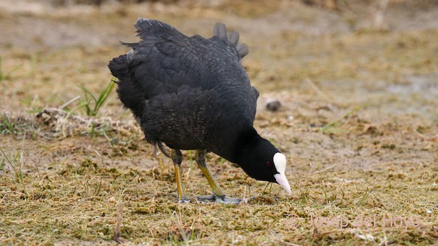 Eurasian Coot - ML629408415