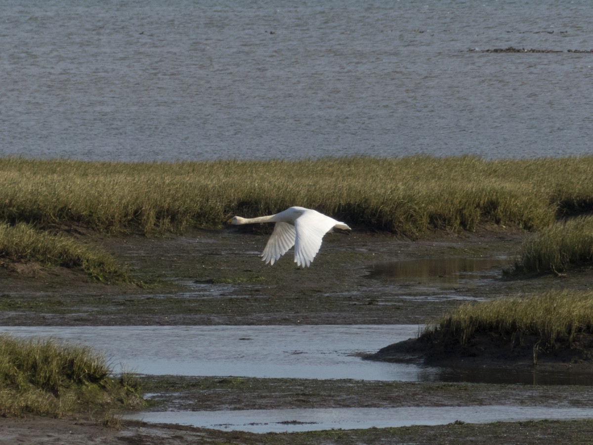 Whooper Swan - ML629408435