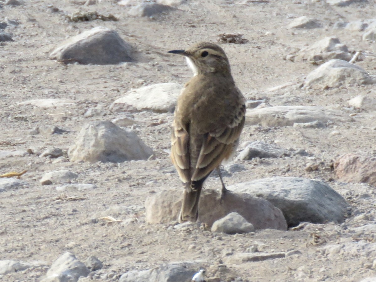 Common Miner - ML629408478