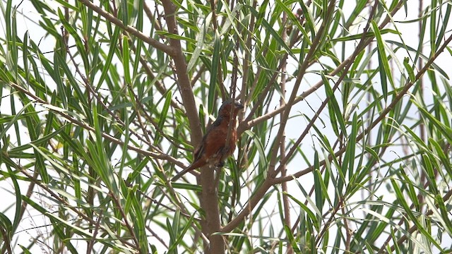 Tawny-bellied Seedeater - ML629408509