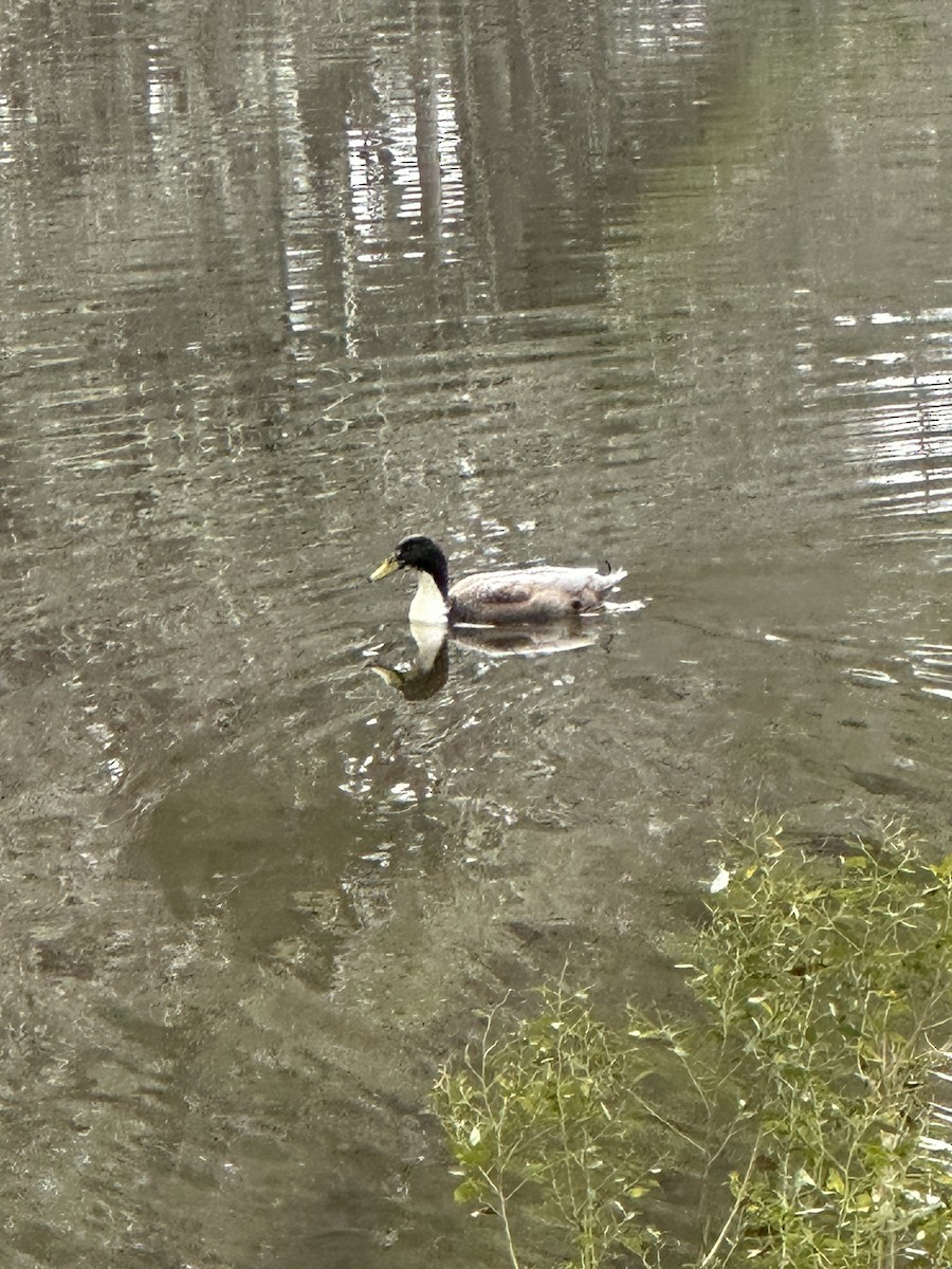 Muscovy Duck (Domestic type) - ML629408561