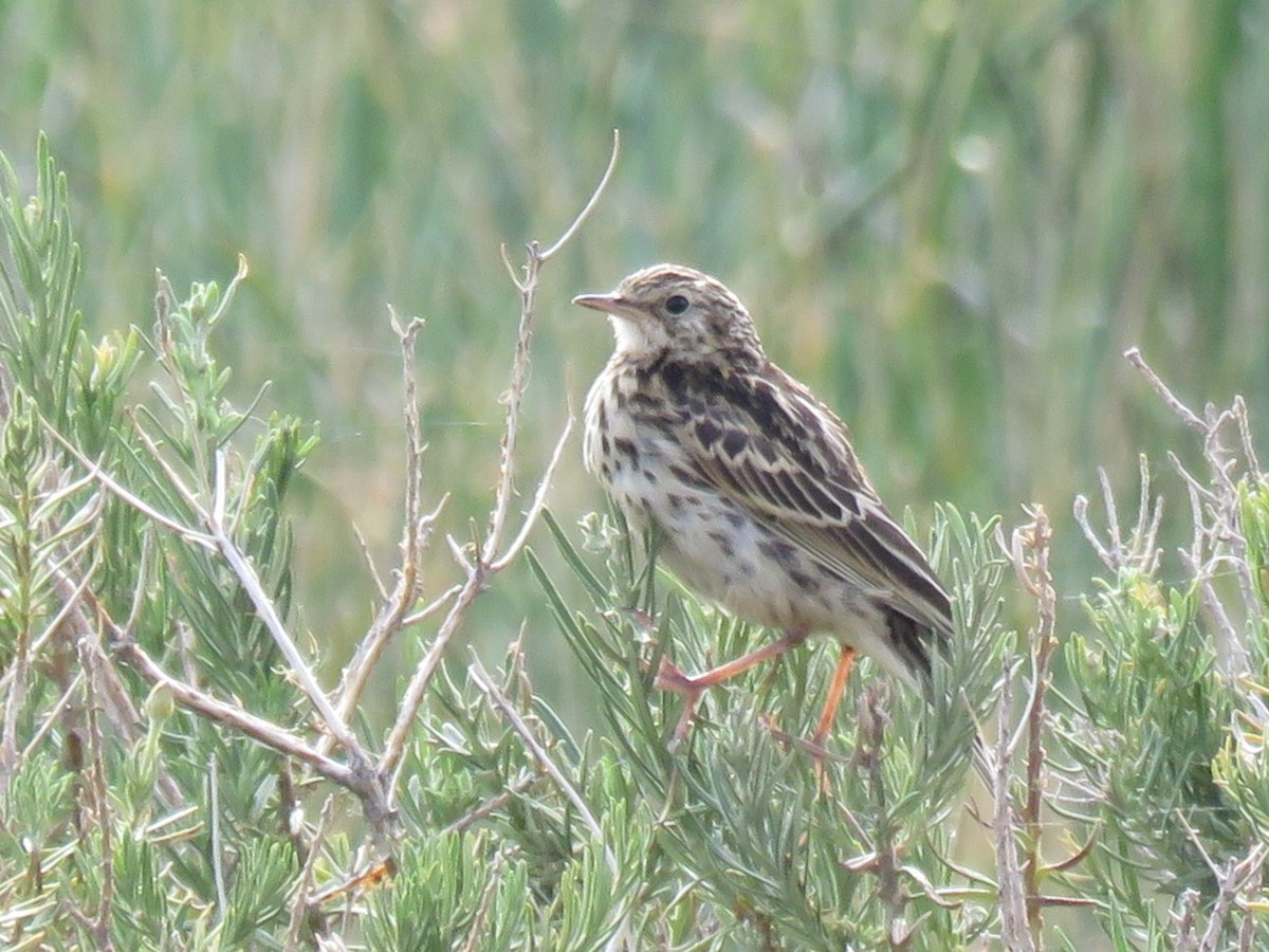 Correndera Pipit - ML629408614