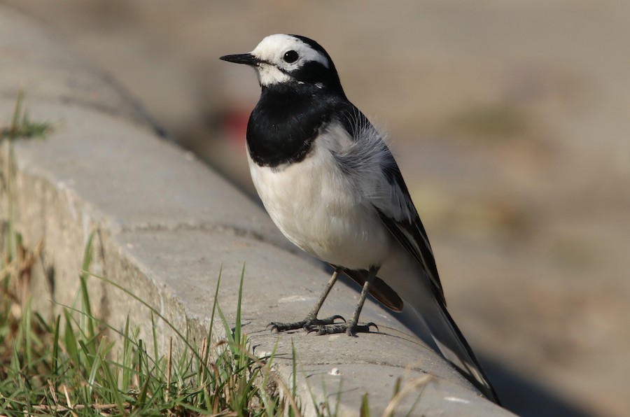 ハクセキレイ（亜種ネパールハクセキレイ） - eBird
