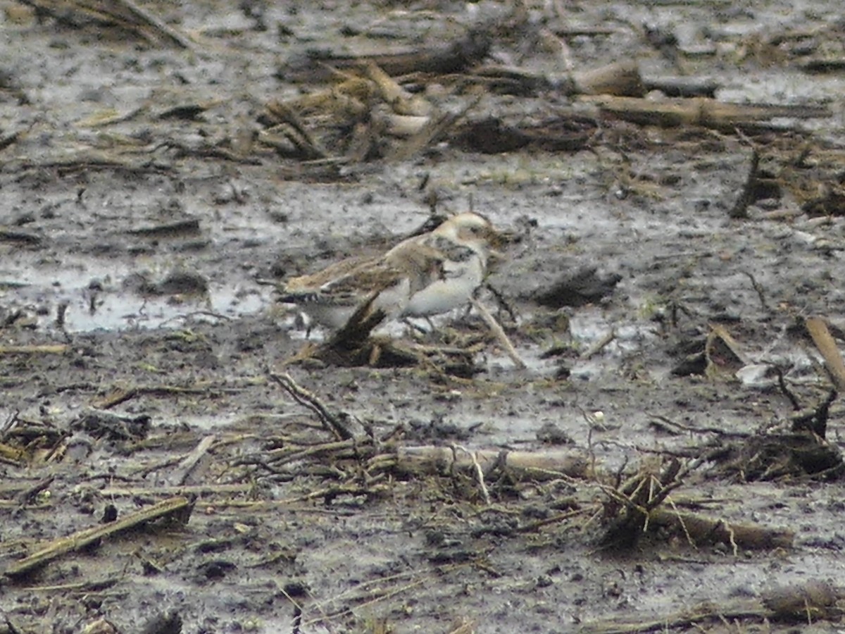 Snow Bunting - ML629408740