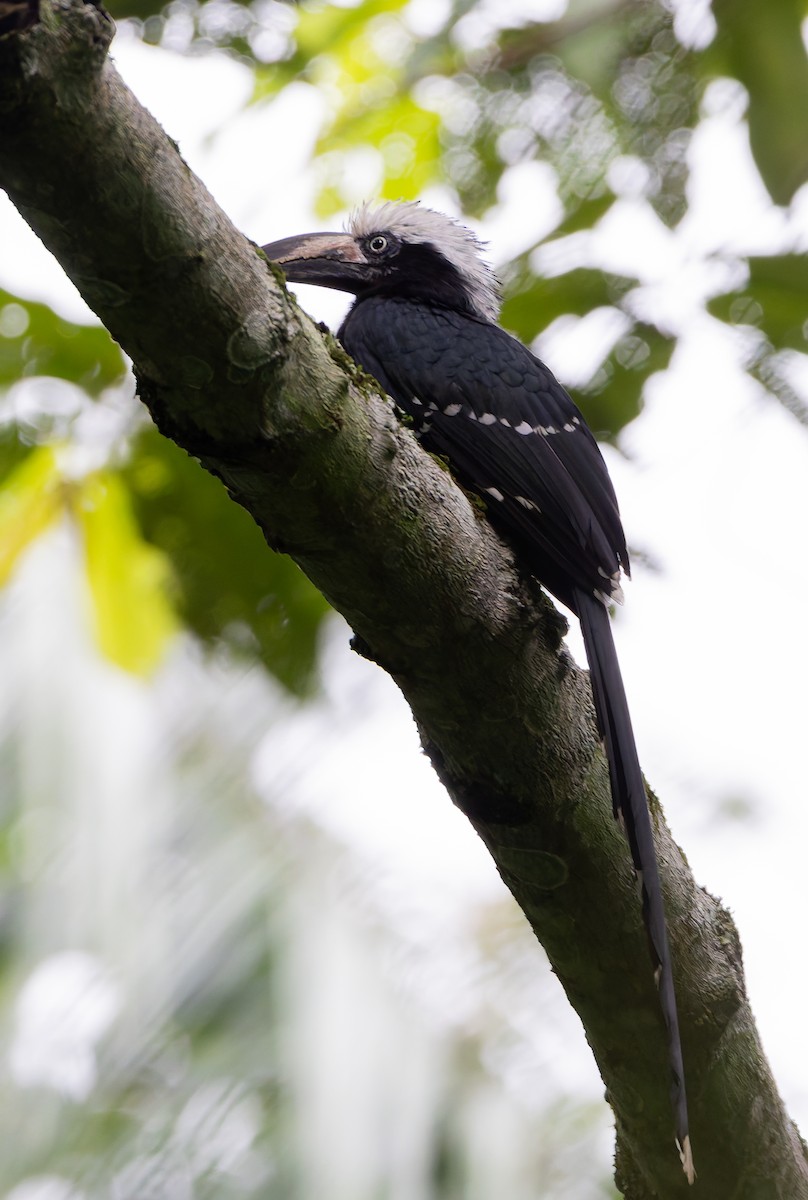 Eastern Long-tailed Hornbill - ML629408836