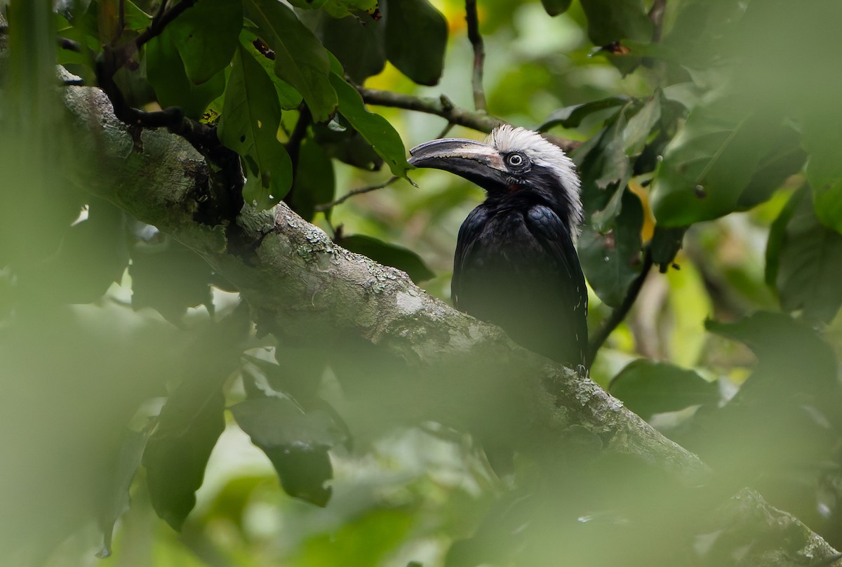 Eastern Long-tailed Hornbill - ML629408837