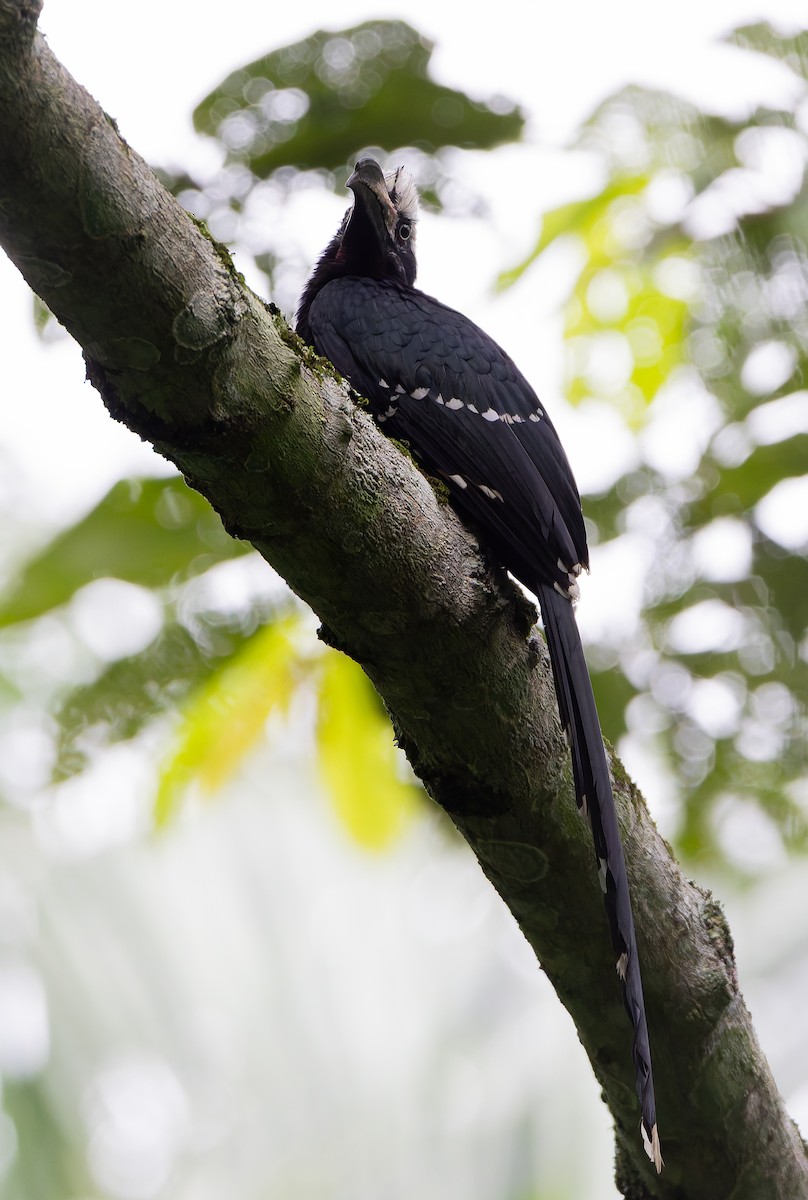 Eastern Long-tailed Hornbill - ML629408838
