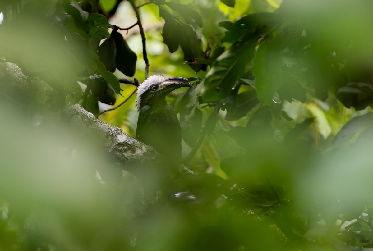 Eastern Long-tailed Hornbill - ML629408840