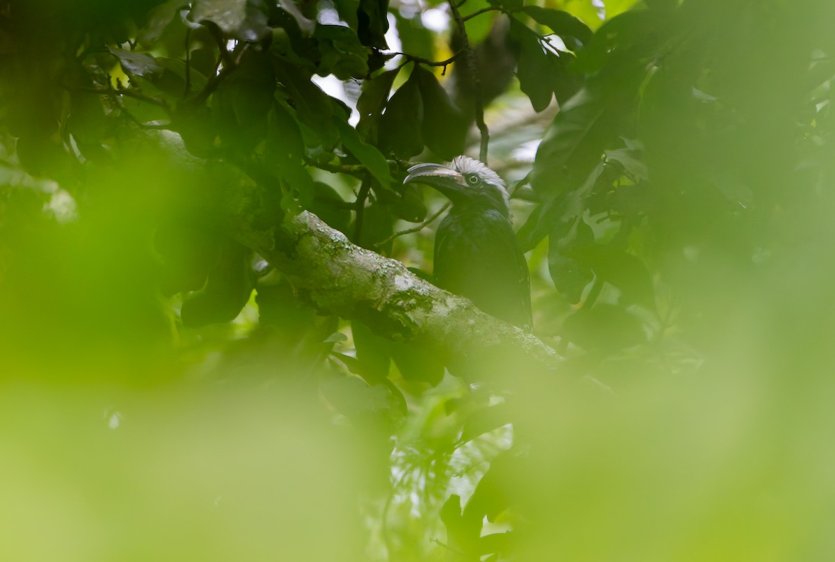 Eastern Long-tailed Hornbill - ML629408874