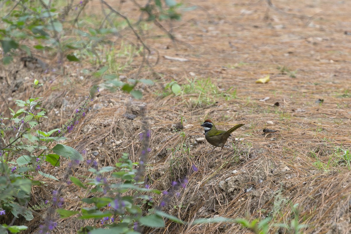 Collared Towhee - ML629408923