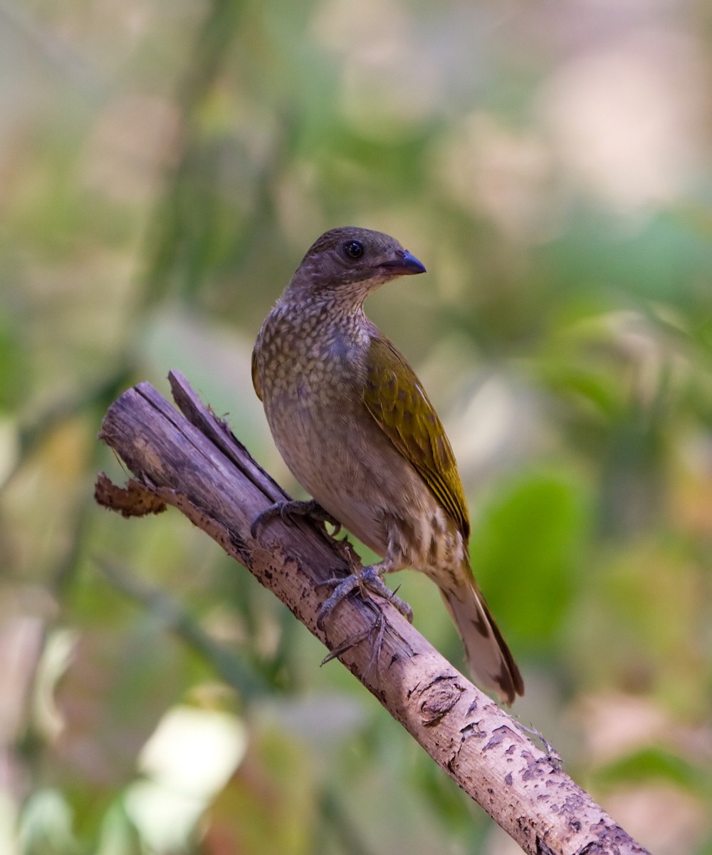 Spotted Honeyguide - ML629408967