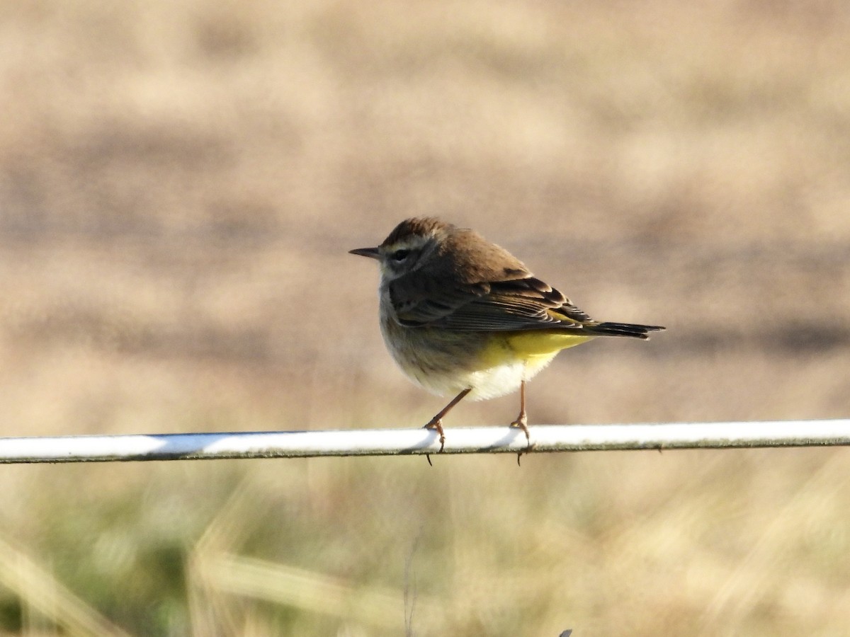 Palm Warbler - ML629409012