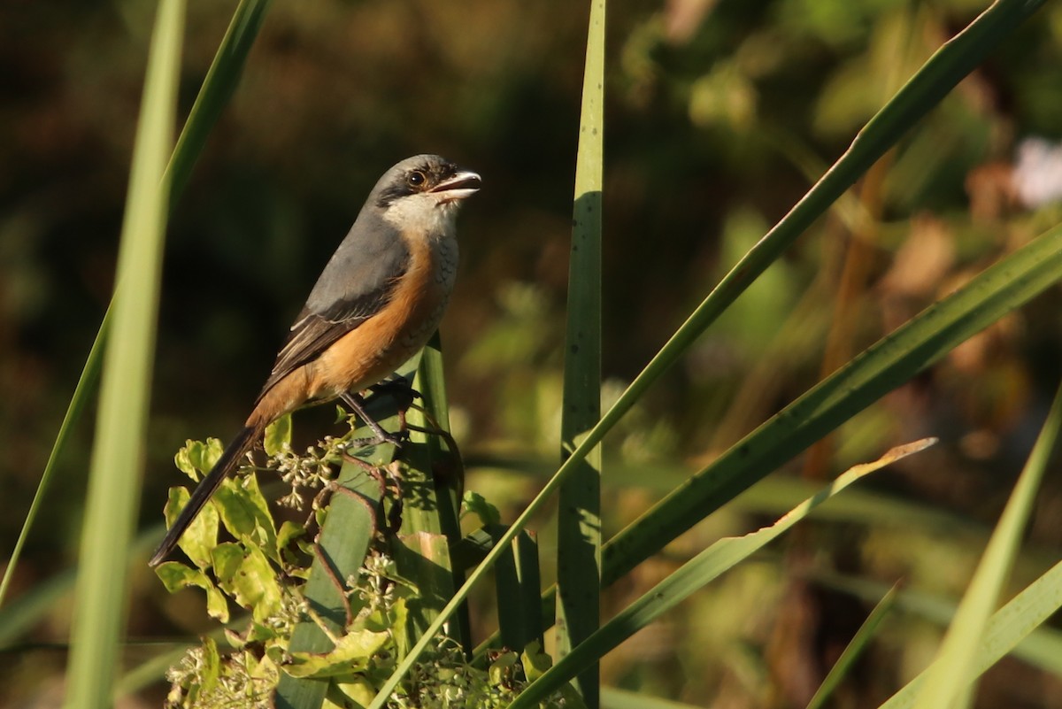Gray-backed Shrike - ML629409058