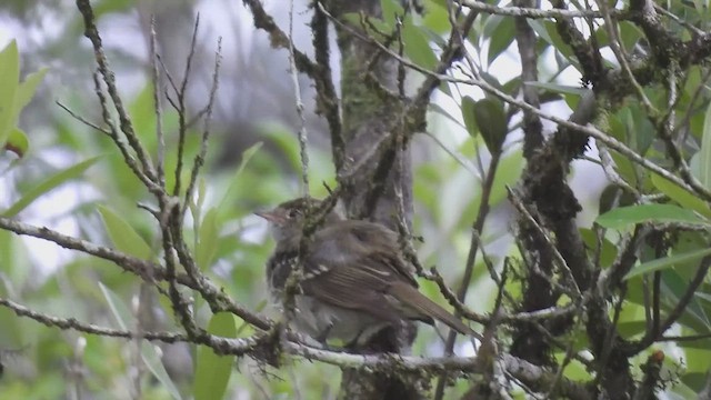 Olivaceous Elaenia - ML629409086