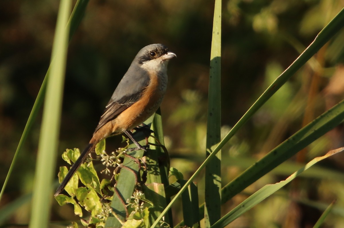 Gray-backed Shrike - ML629409161