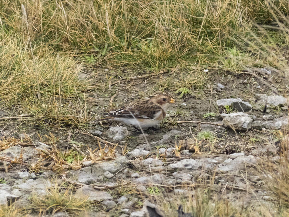Snow Bunting - ML629409223
