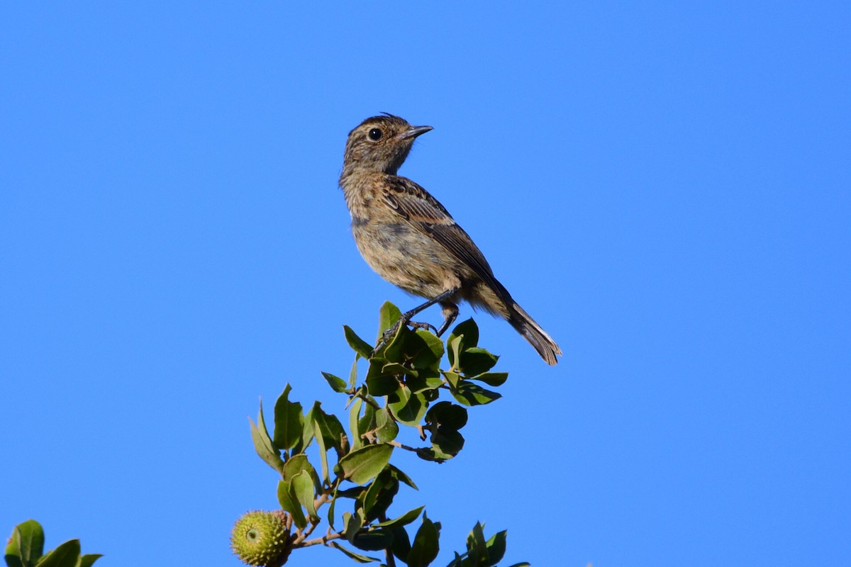 European Stonechat - ML629409234