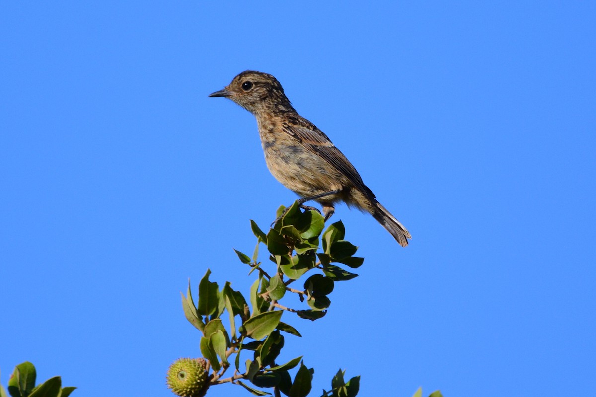 European Stonechat - ML629409235